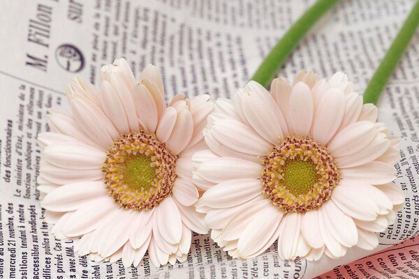 Two white flowers on a newspaper background