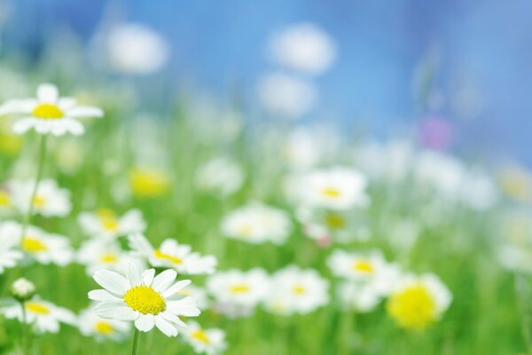 Gänseblümchen werden mit allen Blütenblättern zur Sonne gezogen