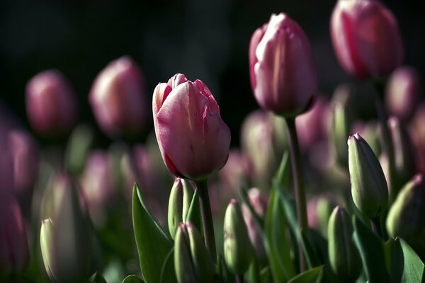 Tulipes violettes en croissance sur un parterre de fleurs