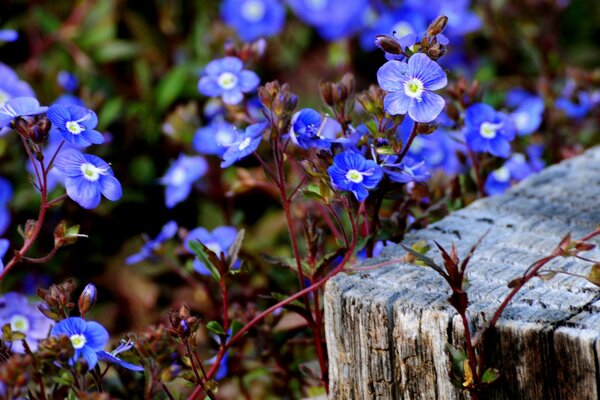 Pequeñas flores azules en el bosque