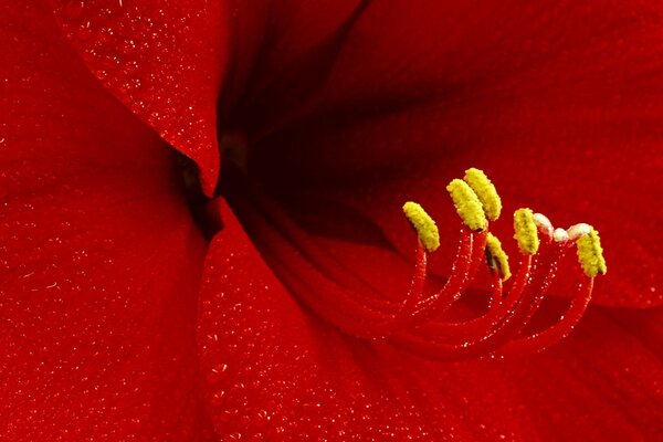 Hermosos estambres en una flor roja