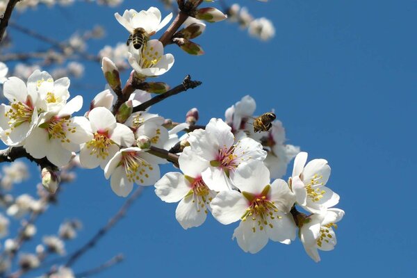 Fleurs de cerisier. Le printemps est arrivé