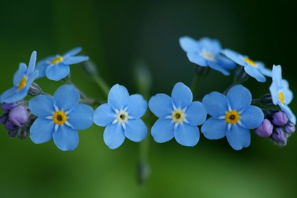 Blue and blue forget-me-nots close-up