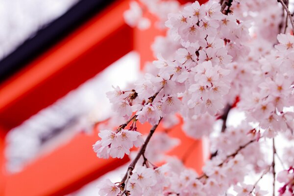 Wiosenne kwiaty wiśni w Japonii