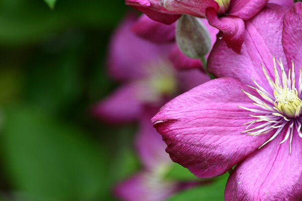 Fiore rosa sbocciato nel prato