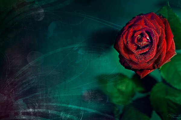 Бордовая роза на бирюзовом фоне