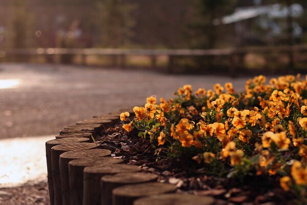 Flores que crecen en un hermoso macizo de flores