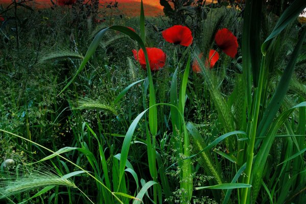 Ears of corn and red poppy in the field