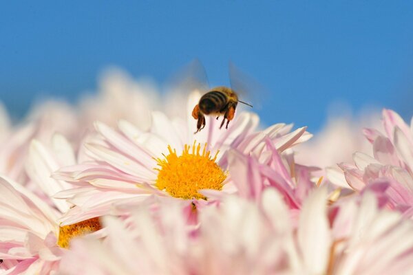 Fliegende Biene über einer Blume Nahaufnahme