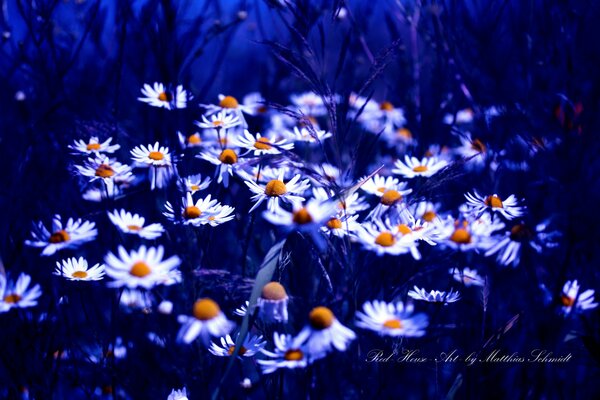 Viele schöne Gänseblümchen auf hellblauem Hintergrund