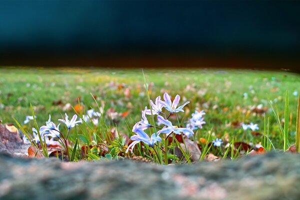 Bellissimi fiori in una grande radura