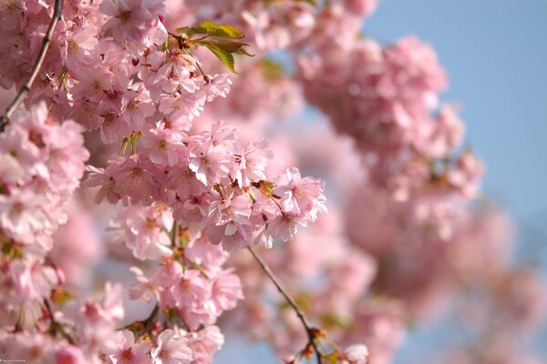 Rami di albero a fioritura primaverile con fiori rosa