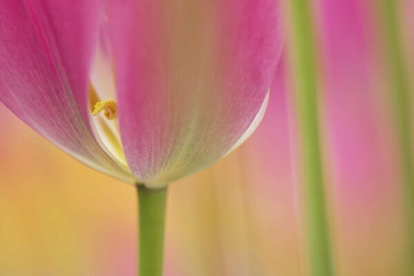 Foto macro de la flor del tulipán