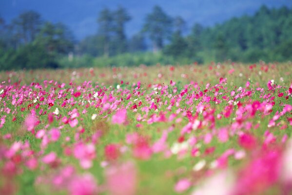 Campo de flores Rosadas de primavera