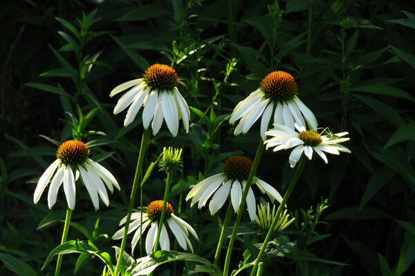 Daisies in the greenery in the early morning