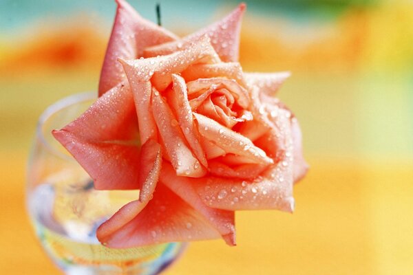 Morning dew on rose petals