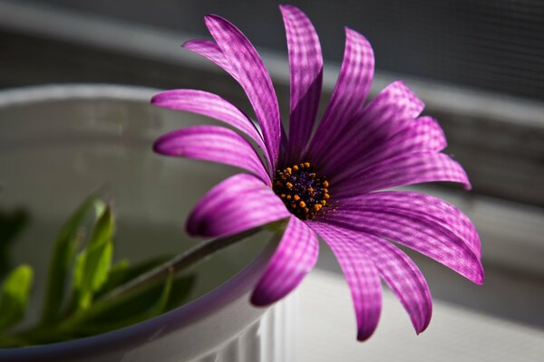 Prise de vue macro d une fleur pourpre