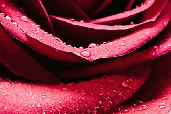 Blooming morning rose with dew