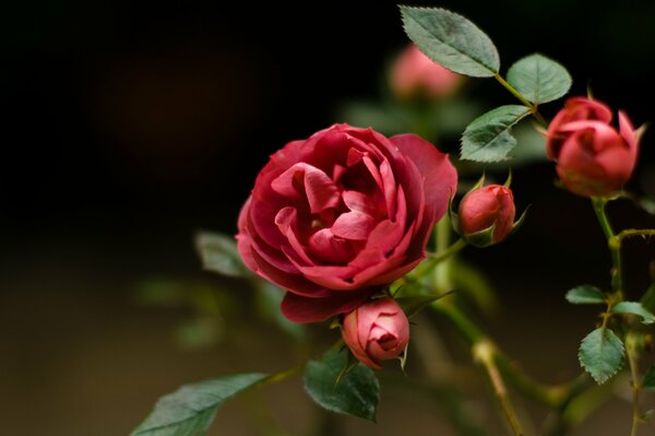 Boutons de rose rouge vif