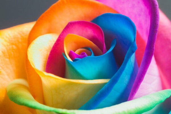 Petali di rosa arcobaleno sullo schermo