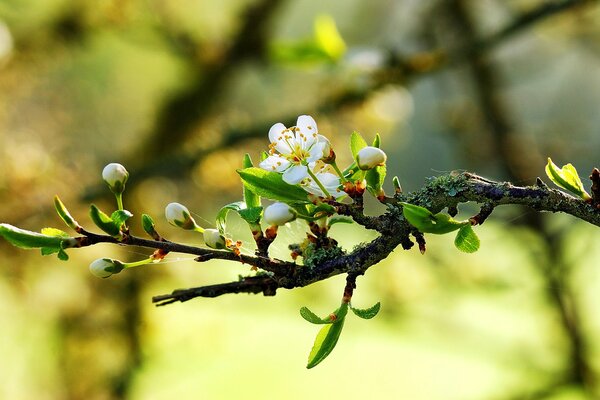 Ein Zweig, auf dem die Blüten blühen