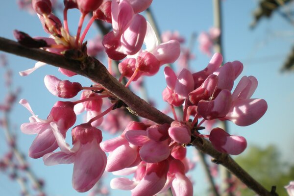 Frühling rosa Zweig auf blauem Himmel Hintergrund