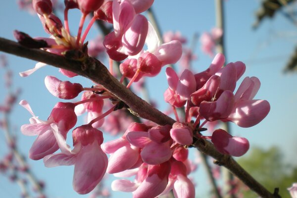 Ramita rosa de primavera contra el cielo azul