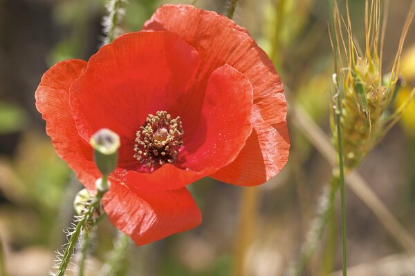 Roter Mohn bei sonnigem Wetter