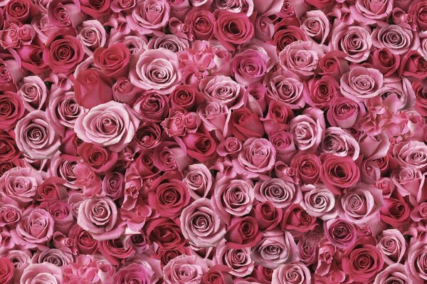 Dispersión de rosas elegantes en diferentes tonos de rosa