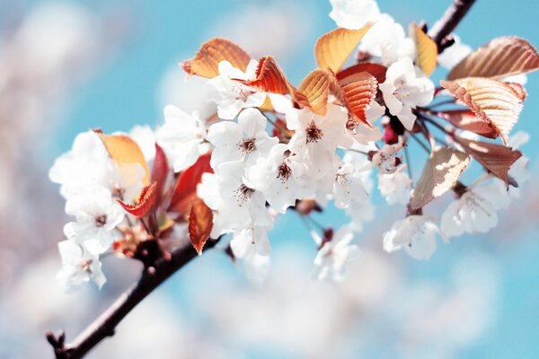 Cherry blossom branch