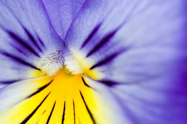 Macro. Petali di fiori viola e midollo giallo