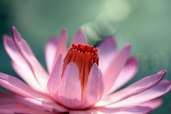 Lirio de agua de color rosa