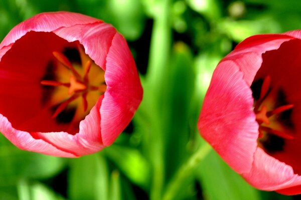 Red tulips in macro in nature