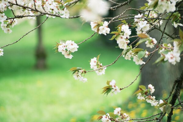 Ein Ast mit weißen Blüten