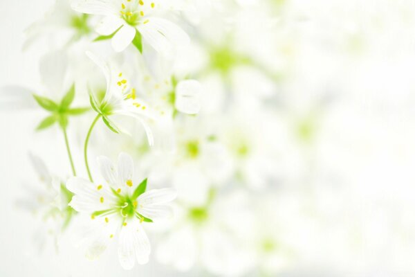 Beautiful, delicate, white, wildflowers