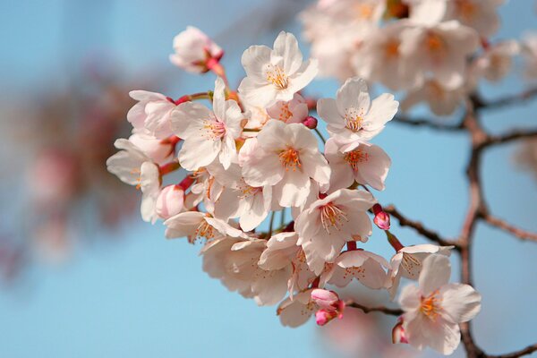 Fleurs de cerisier au Japon. Pétales de Sakura