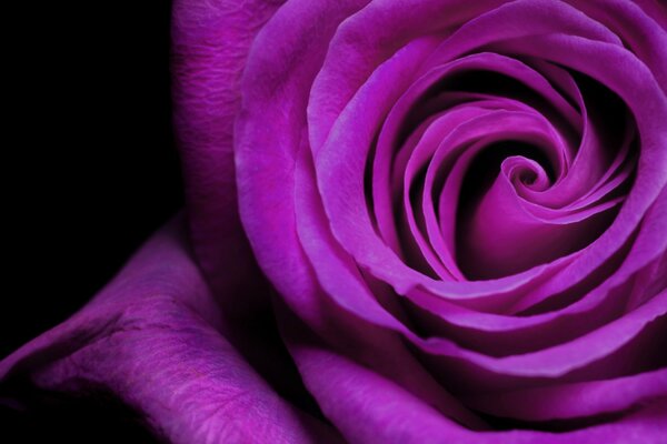 Purple rose on a black background