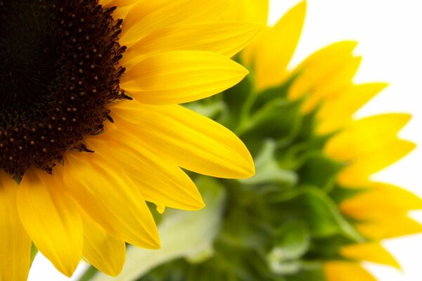 Belles fleurs jaunes sur fond blanc