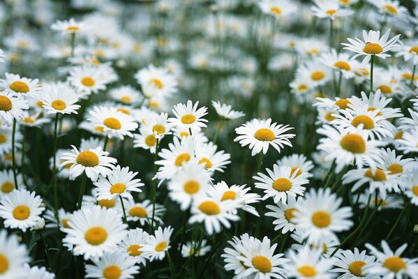 Un immense champ de marguerites blanches comme neige