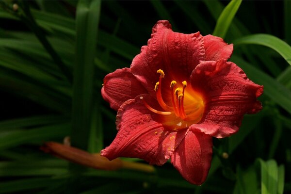 An incredibly beautiful red flower