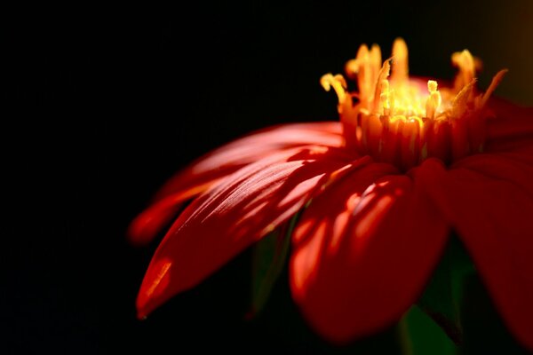 Red flower in the night