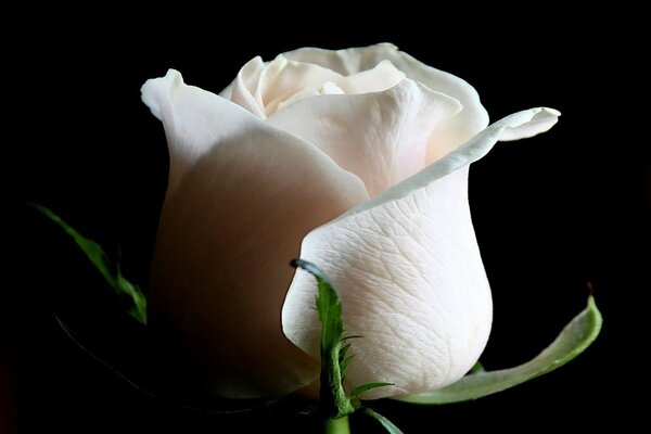 Weiße Rose auf schwarzem Hintergrund