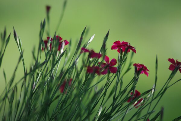 Knospen von Himbeerblüten auf grünem Hintergrund