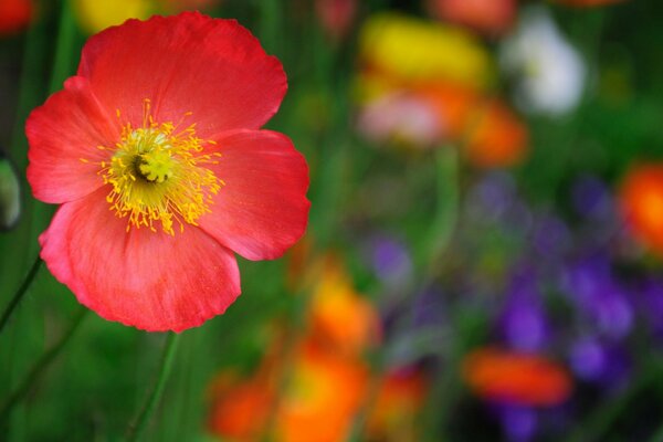 Fleur rouge en gros plan