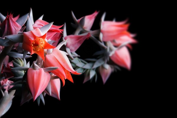 Florecer un ramo de flores sobre un fondo negro