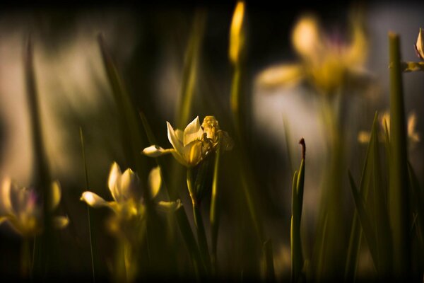 Schöne Blumen in der Nacht