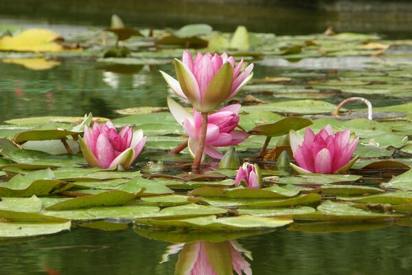 Fiori di loto che si aprono nello stagno