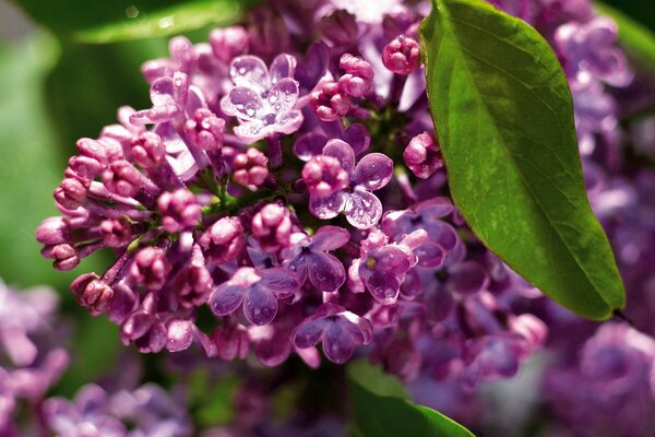 A bunch of lilac in dew drops