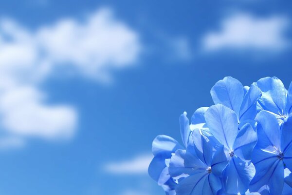 Fleur bleue céleste sur fond de nuages