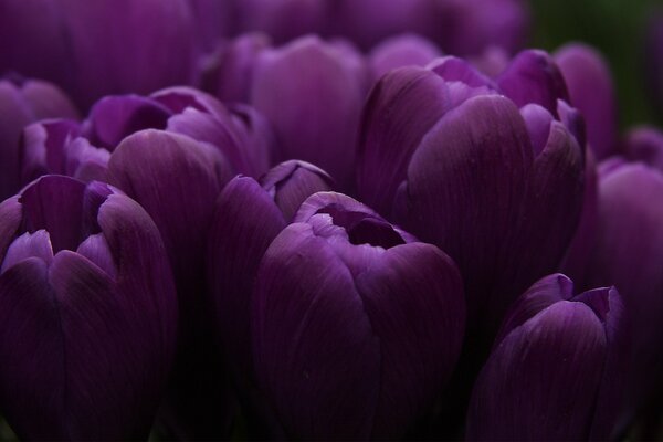 Großer Strauß lila Tulpen Nahaufnahme